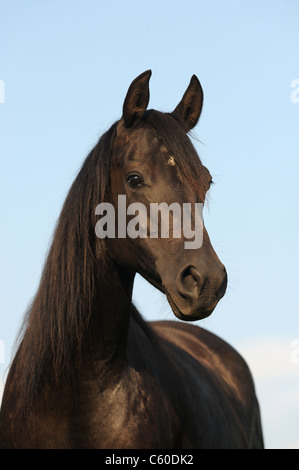 Morgan Horse (Equus ferus caballus). Portrait of a black mare. Stock Photo