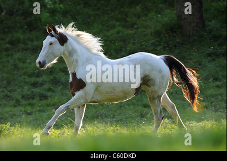 Paint Horse (Equus ferus caballus). Mare in a gallop on a meadow. Stock Photo