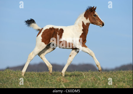 Paint Horse (Equus ferus caballus). Foal trotting on a meadow. Stock Photo