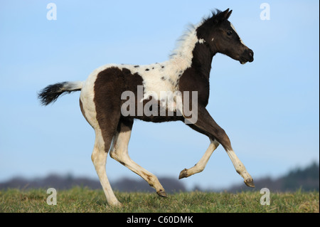 Paint Horse (Equus ferus caballus). Foal in a gallop on a meadow. Stock Photo