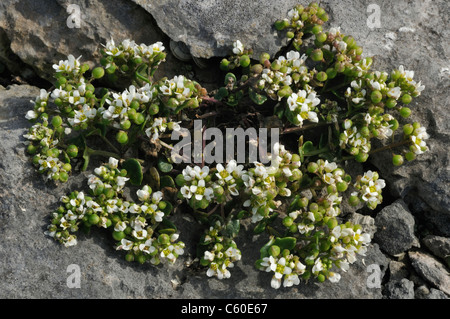 Common Scurvygrass - Cochlearia officinalis Stock Photo