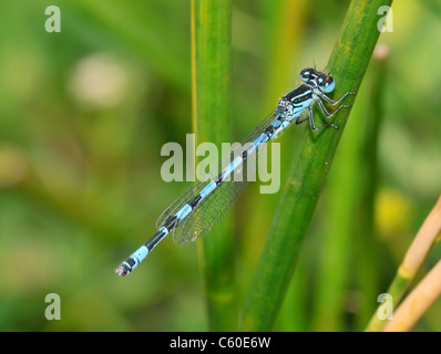 Southern Damselfly - Coenagrion mercuriale Male Stock Photo