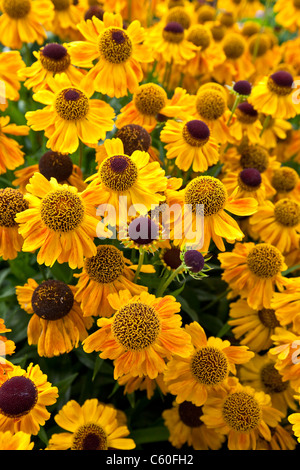 Coneflowers (echinacea purourea) England, UK Stock Photo