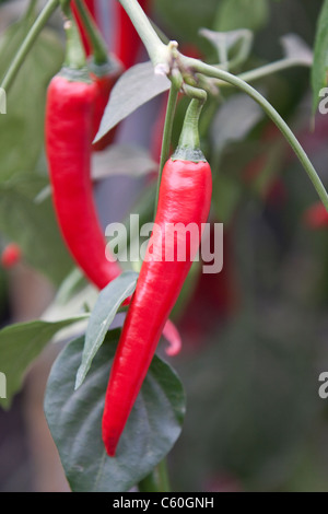 Chilli peppers Stock Photo