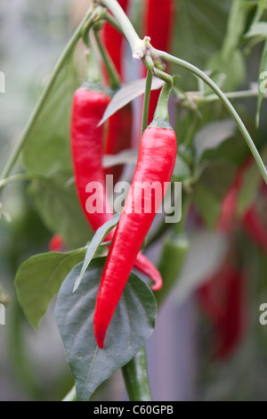 Chilli peppers Stock Photo