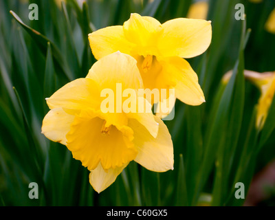 Fields of yellow Daffodils in Hughenden Manor Gardens and Parkland, High Wycombe, Bucks, United Kingdom Stock Photo