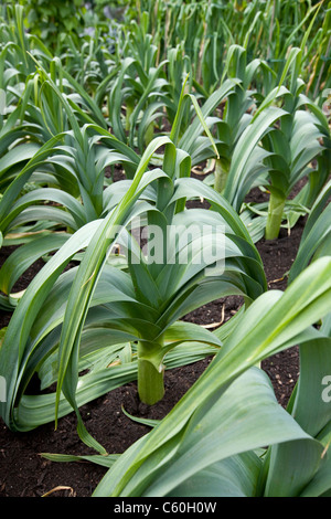 Leeks growing in an allotment, England, UK Stock Photo