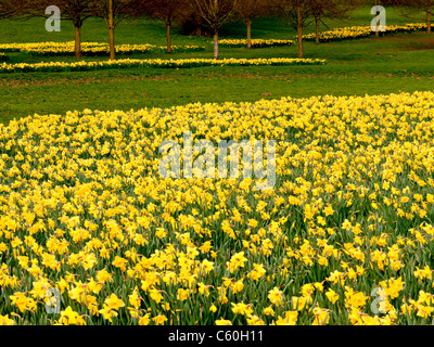 Fields of yellow Daffodils in Hughenden Manor Gardens and Parkland, High Wycombe, Bucks, United Kingdom Stock Photo