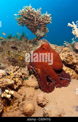 A red whitespotted Octopus on a reef in front of a table coral with Anemone fish off to the side