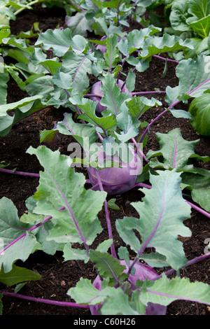 Milan Purple Top Turnips in an allotment, England, UK Stock Photo