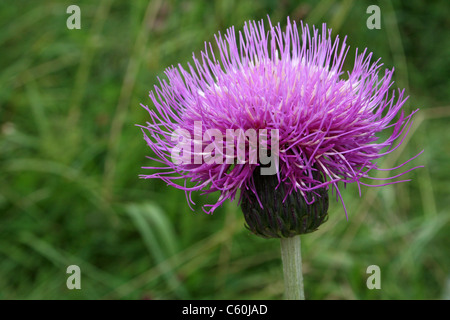 Melancholy Thistle Cirsium heterophyllum, Cumbria, UK Stock Photo