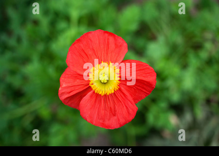 Close up of poppy flower Stock Photo