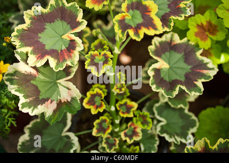 Close up of striped leaves of plant Stock Photo