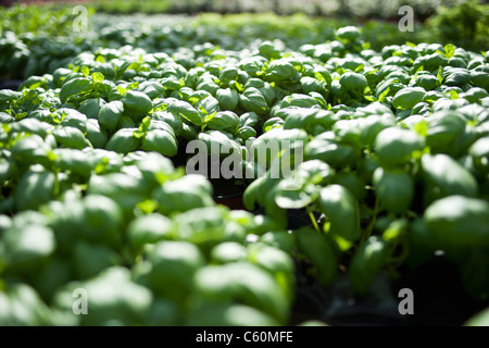 Green plants growing in field Stock Photo