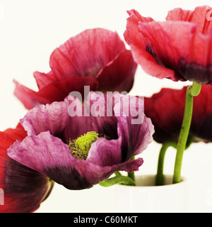 Close up of multicolored flowers Stock Photo