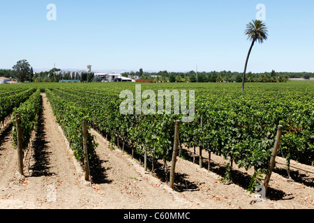 The Bacalhoa vineyard at Vila Nogueira de Azeitao, close to Setubal, Portugal. Stock Photo