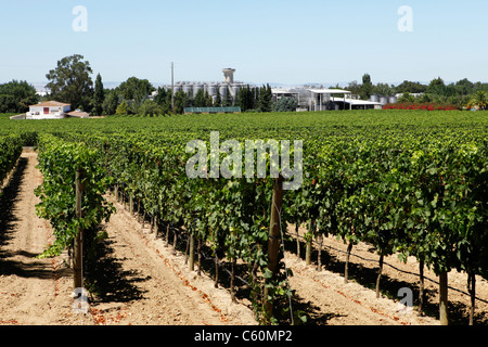 The Bacalhoa vineyard at Vila Nogueira de Azeitao, close to Setubal, Portugal. Stock Photo