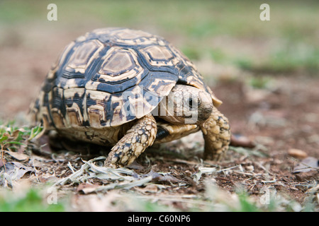 Leopard (Mountain) Tortoise, Geochelone pardalis, Kruger National Park, South Africa Stock Photo