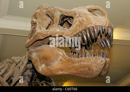 Tyrannosaurus rex skeleton from the late Cretaceous Stock Photo