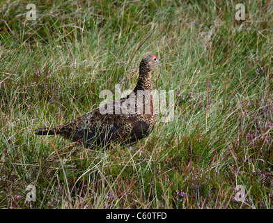 Red Grouse Stock Photo