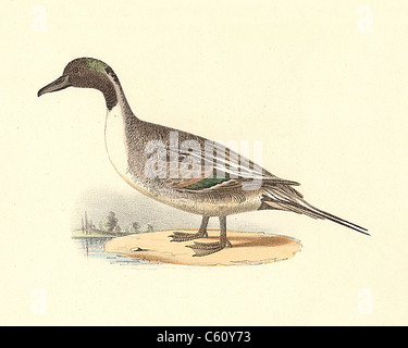 The Pintail Duck or Northern Pintail (Anas acuta) vintage bird lithograph - James De Kay, Zoology of New York, or the New-York Fauna, Part II, Birds Stock Photo