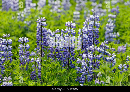 Arctic Lupins, a common sight in Iceland Stock Photo