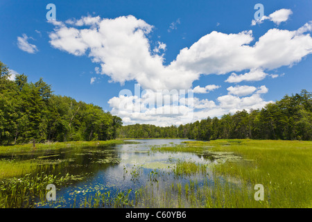 Small lake with white lilies blooming in the Adirondack Mountains of New Yrok State Stock Photo