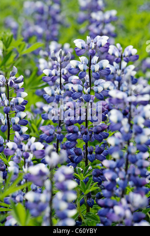 Arctic Lupins, a common sight in Iceland Stock Photo