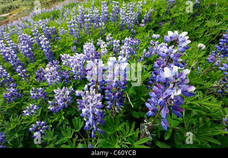 Arctic Lupins, a common sight in Iceland Stock Photo