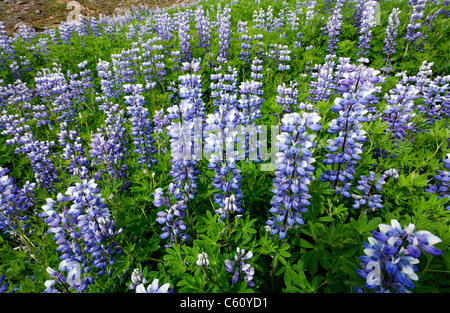 Arctic Lupins, a common sight in Iceland Stock Photo