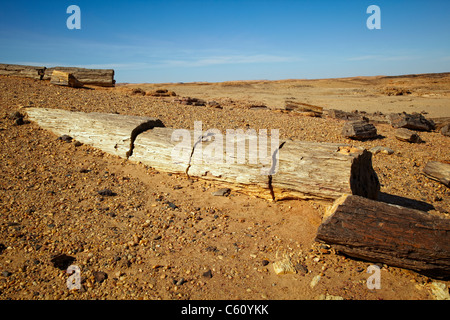 Petrified forest near El Kurru, Northern Sudan, Africa Stock Photo