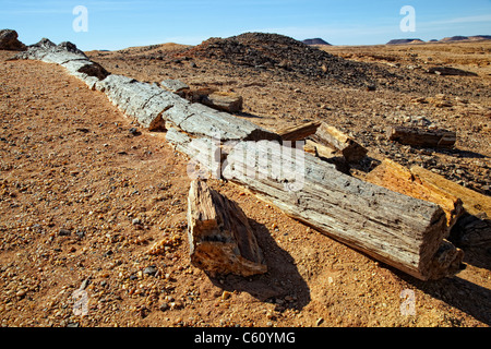 Petrified forest near El Kurru, Northern Sudan, Africa Stock Photo