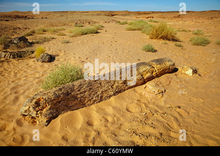 Petrified forest near El Kurru, Northern Sudan, Africa Stock Photo