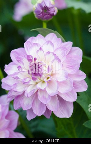 DAHLIA BLUE WISH Stock Photo