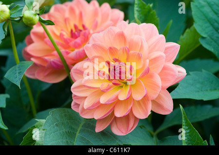 DAHLIA PAM HOWDEN Stock Photo