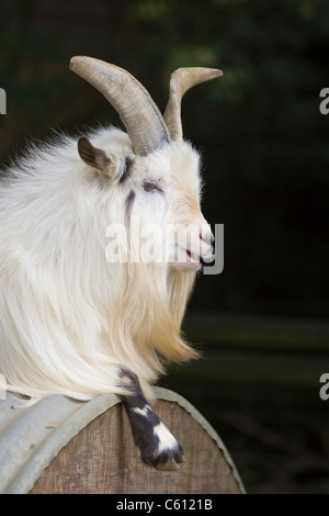 White African Pygmy goat Stock Photo