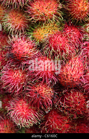 Lichen Rambutan Rambutan or red hairy lychee fruit Stock Photo - Alamy