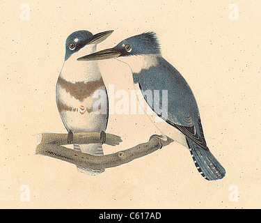 The Belted Kingfisher (Alcedo alcyon, Megaceryle alcyon) vintage bird lithograph - James De Kay, Zoology of New York, or the NY Fauna, Part II, Birds Stock Photo