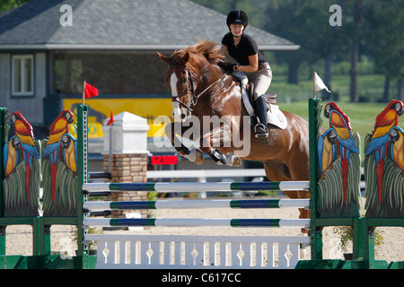 A horse and rider jumping a fence during a horse show. Stock Photo