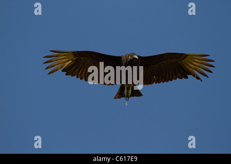 Black Vulture (Coragyps atratus) in flight Stock Photo