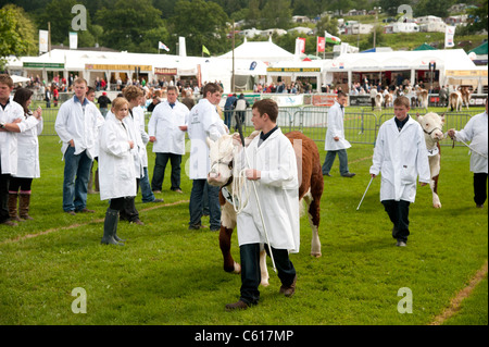 Young farmers showing cattle at the Royal Welsh Agricultural Show, Builth Wells, Wales, 2011 Stock Photo