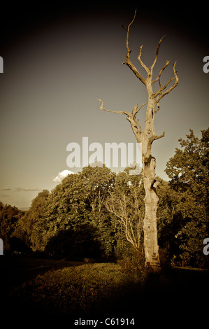 Dead tree in Shorne Country Park, Kent. England. Stock Photo