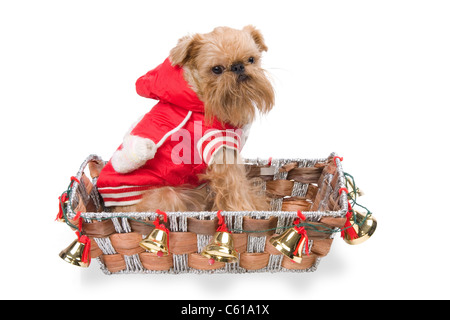 Brussels Griffon dog breed in the red jacket Stock Photo