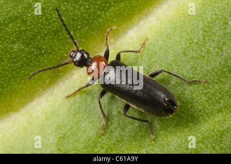 Fire-Colored Beetle (Pedilus lugubris) perching on a leaf. Stock Photo