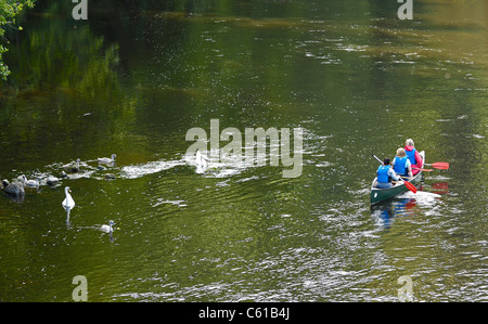 Adults canoeing  down the river Wye in open type Canadian canoes. Stock Photo