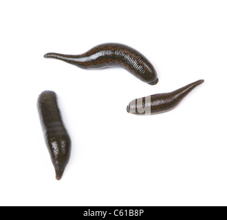 Blood worms hirudotherapy hi-res stock photography and images - Alamy