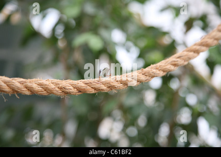 Ants on a rope carrying leaves Stock Photo