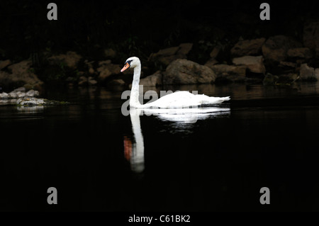 Adult Mute swan swimming on a lake with a black background with reflection Stock Photo