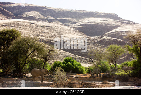 A desert adapted elephants eating. Hoarusib riverbed, Purros, Northern Kaokoland, Kaokoveld, Namibia. Stock Photo