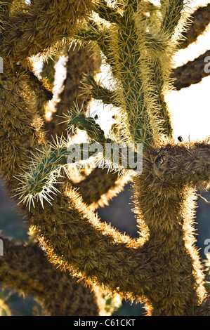 Cylindropuntia fulgida, the Jumping cholla, also known as the hanging chain cholla, is a cactus that is native to the Southwest. Stock Photo